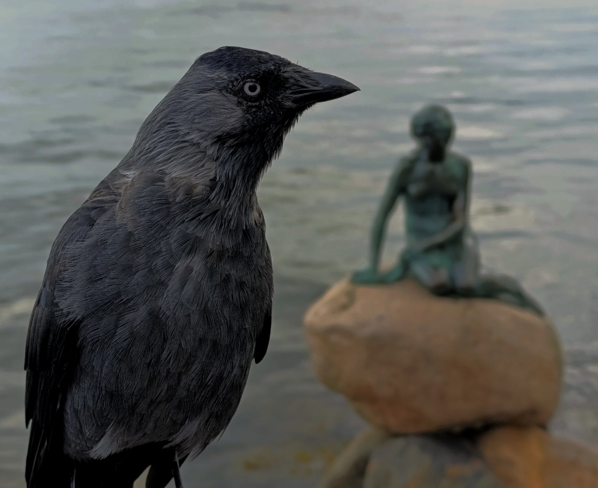 Schwarzer Vogel im Vordergrund vor unscharfem Hintergrund mit Meerjungfrauen-Statue am Wasser.