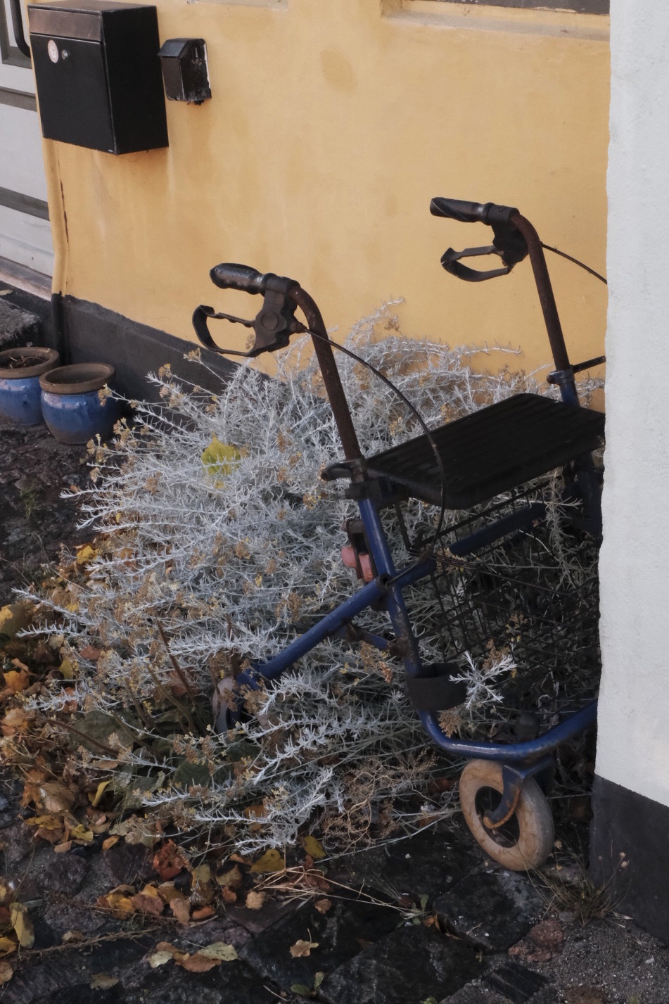 Alter Dreirad-Rollator mit blauem Rahmen, zugewachsen mit trockenen Pflanzen, an gelber Hauswand.