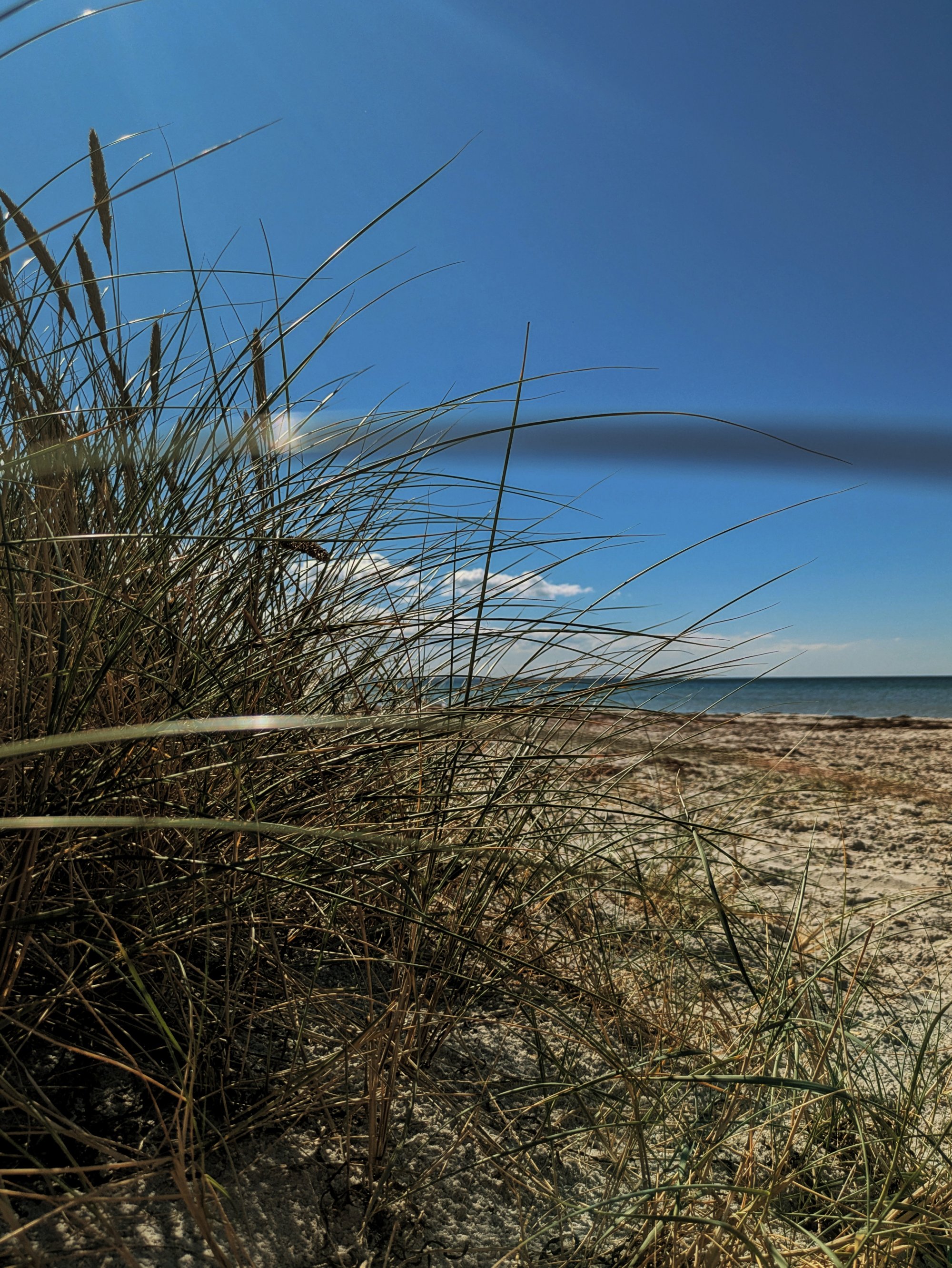 Strandhafer wiegt im Wind, dahinter Sandstrand und ruhiges Meer unter blauem Himmel.