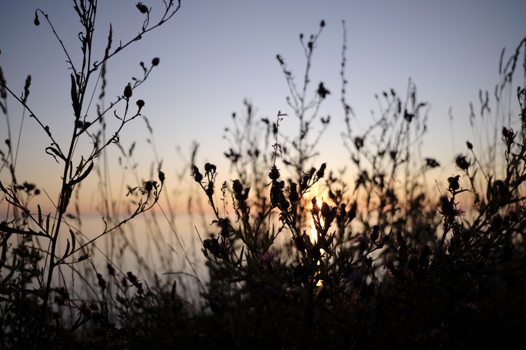 Silhouetten von Wildkräutern und Blüten gegen einen Sonnenuntergang am Horizont.