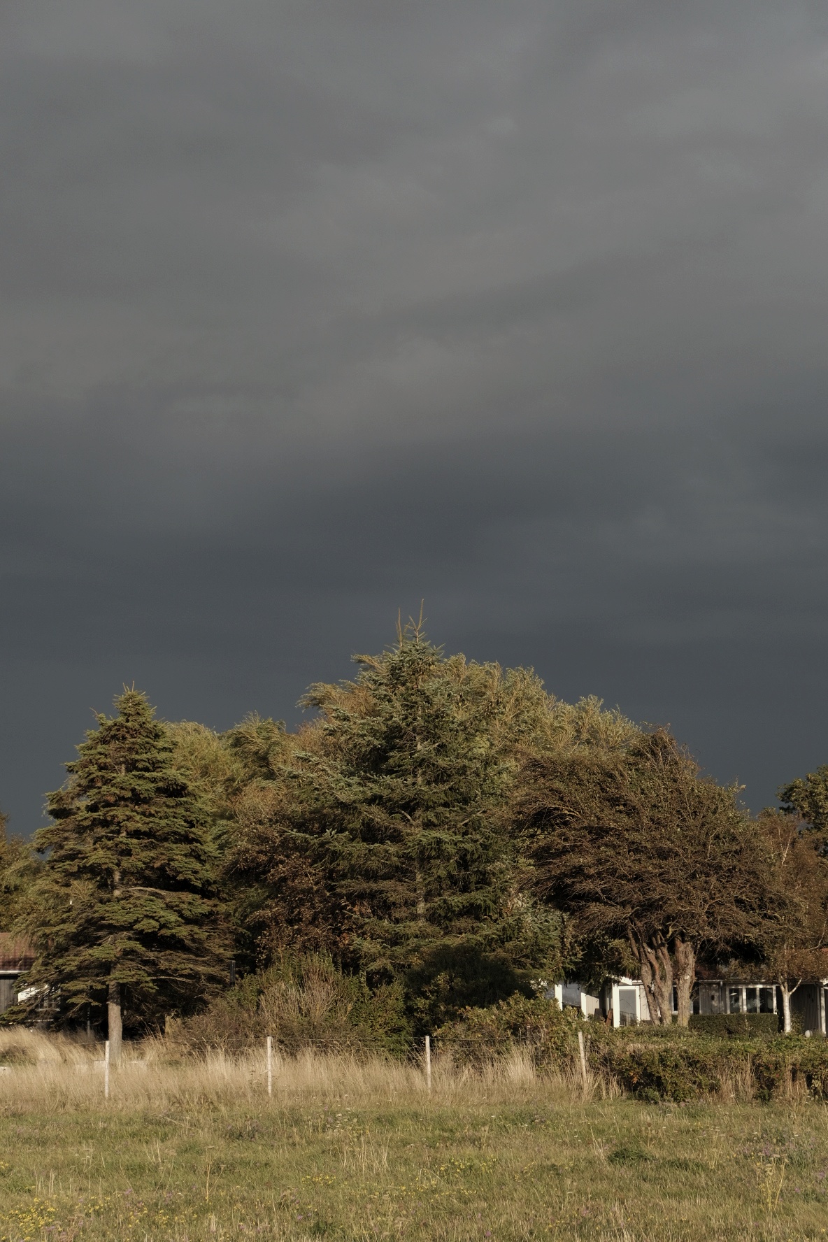 Landschaft mit Bäumen, weißem Zaun und grauen Himmel, Gebäude im Hintergrund.