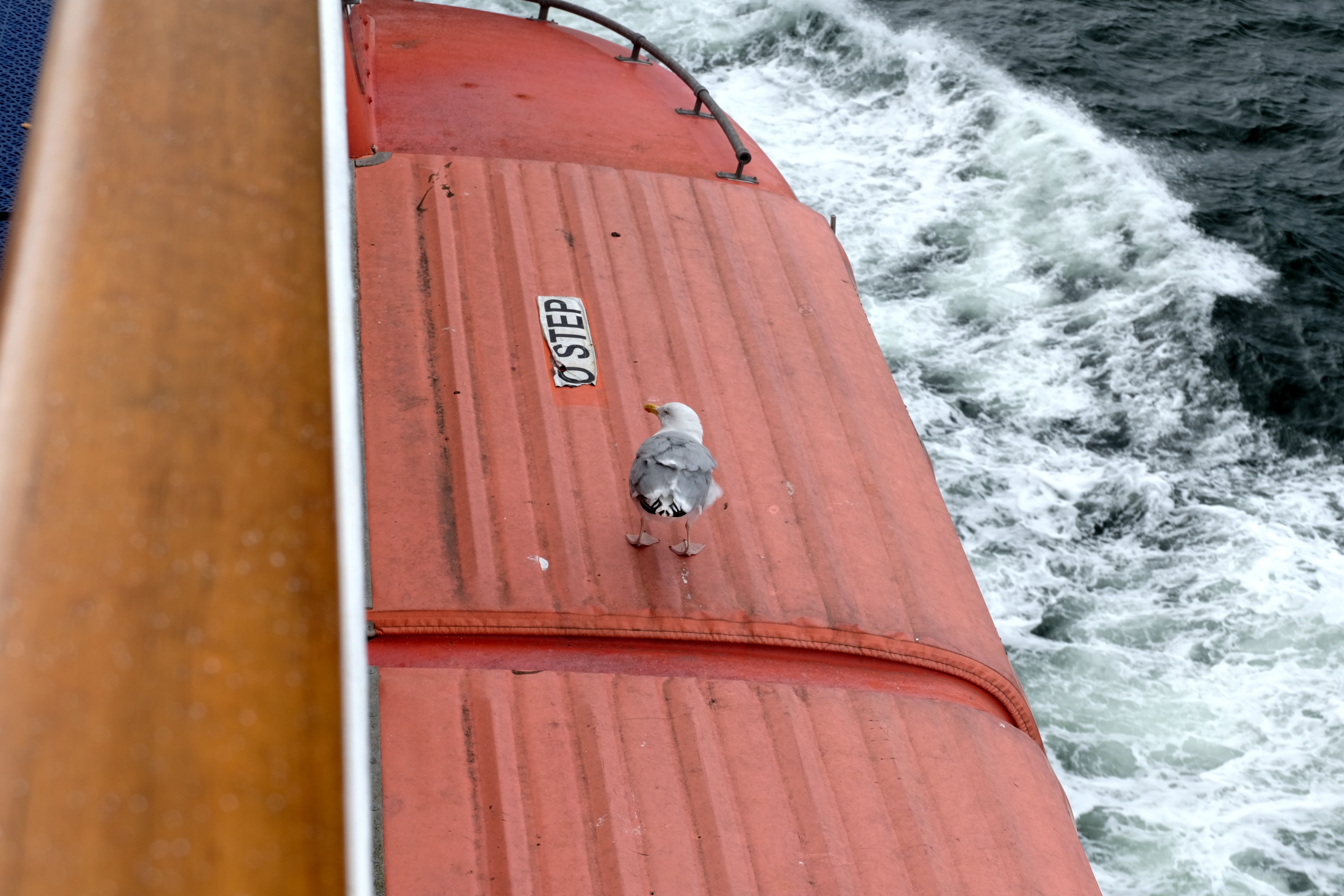 Weißkopfseeadler sitzt auf rotem Segel eines Bootes mit Wellen im Hintergrund.