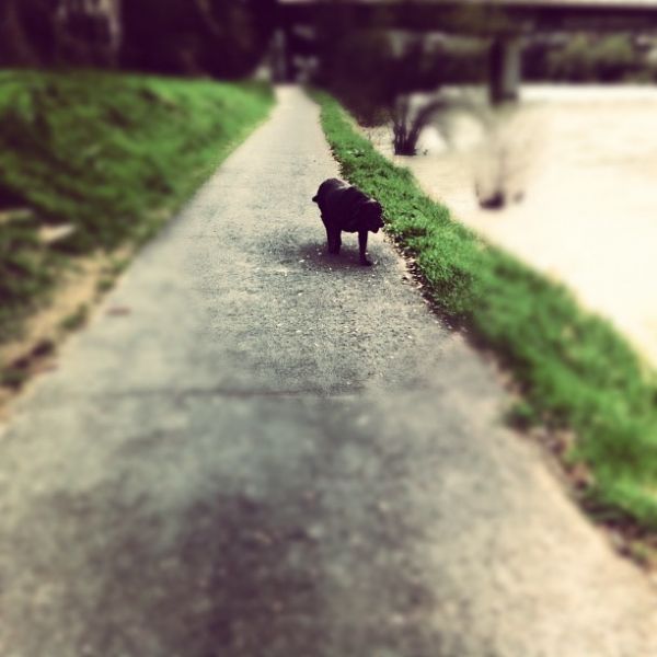 Hundsi