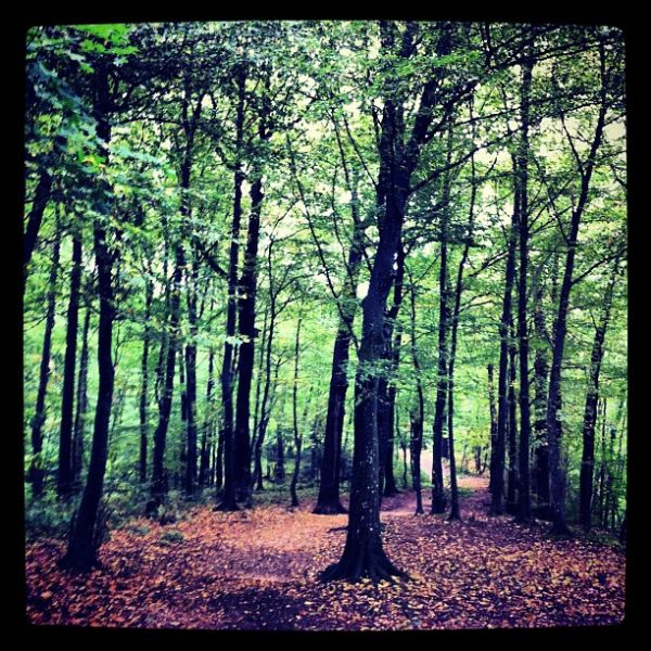 Oh do I like it in the wood.