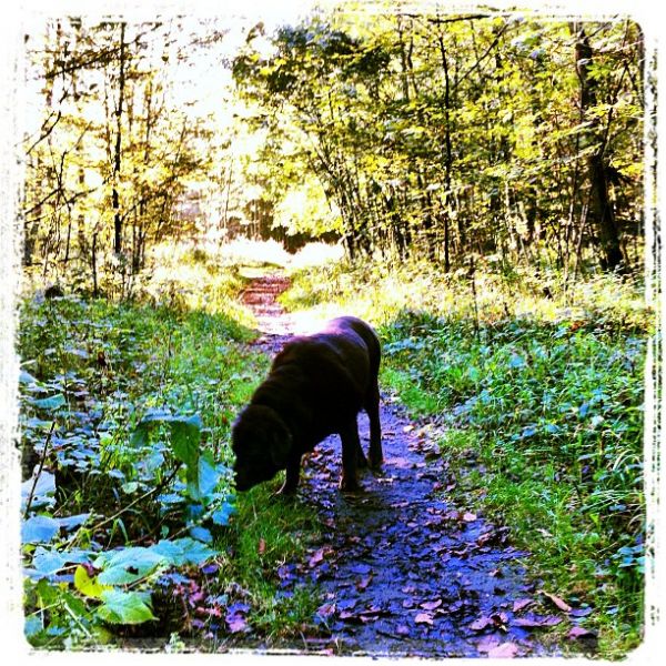 Morning walk.