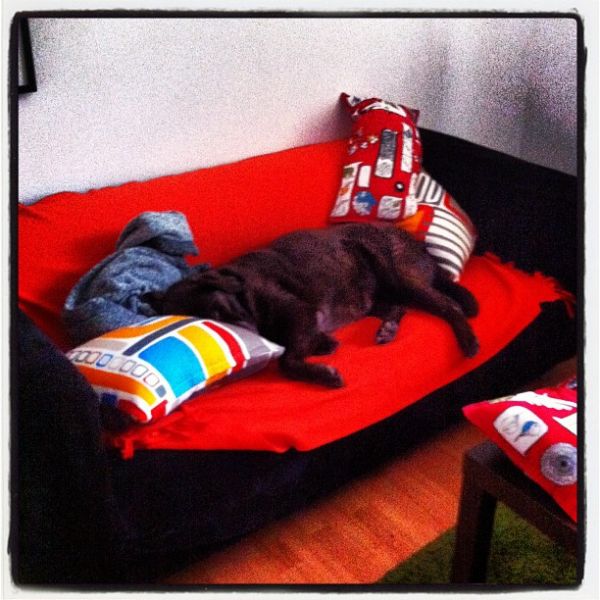 Hundebettchen