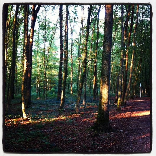 Spaziergang im Abendlicht.