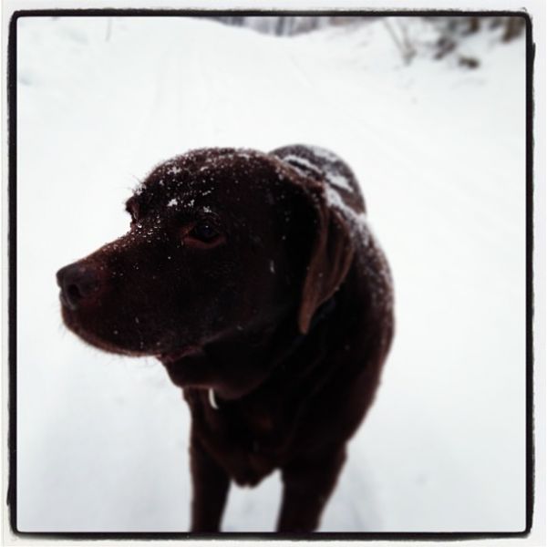 Snowdog