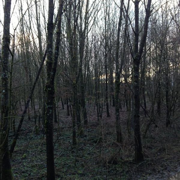 Abendspaziergang