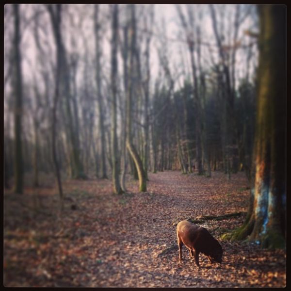 Frühlingsabendspaziergang