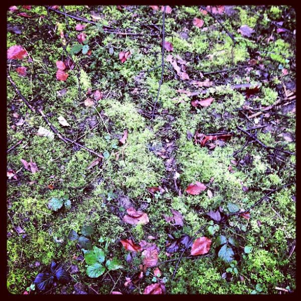 moss