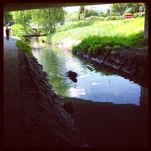 Wasserhund