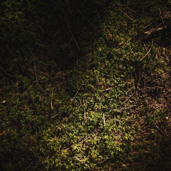 moss
