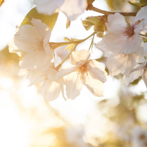 Blossom 1