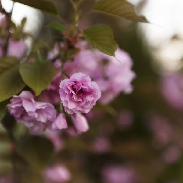 Blossom 2