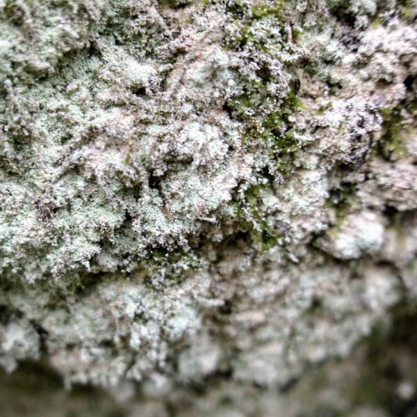 Moss