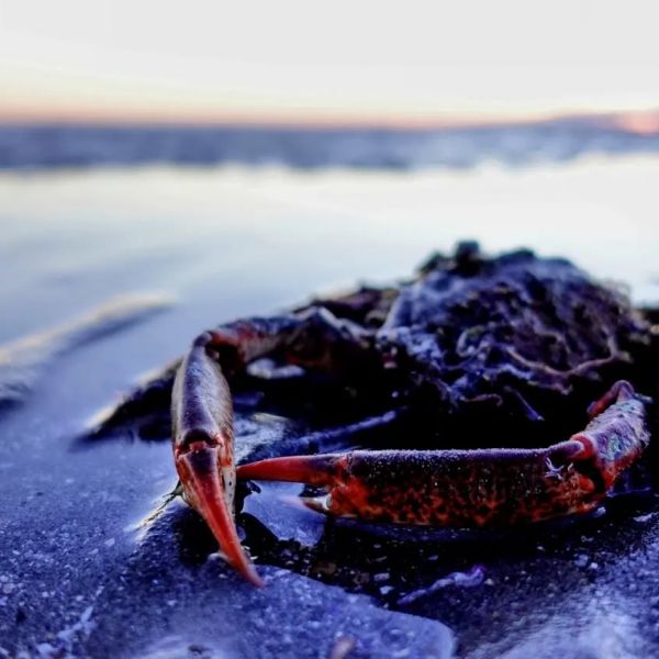 Mr. Crab?