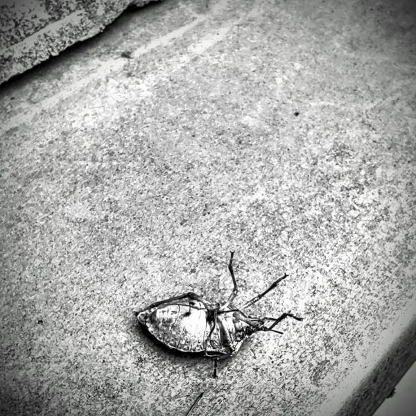 Now shes dead and lovely...