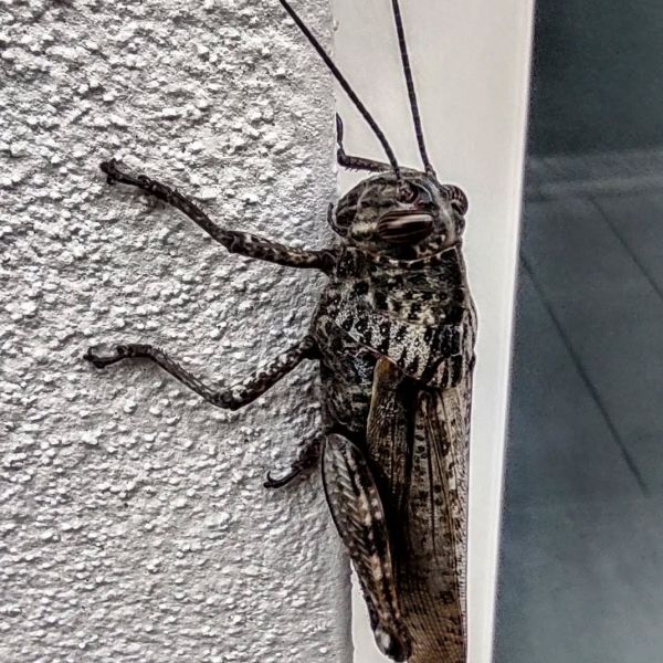 Critter