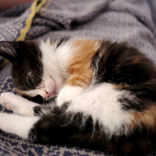 meet cilli/chilli/bob