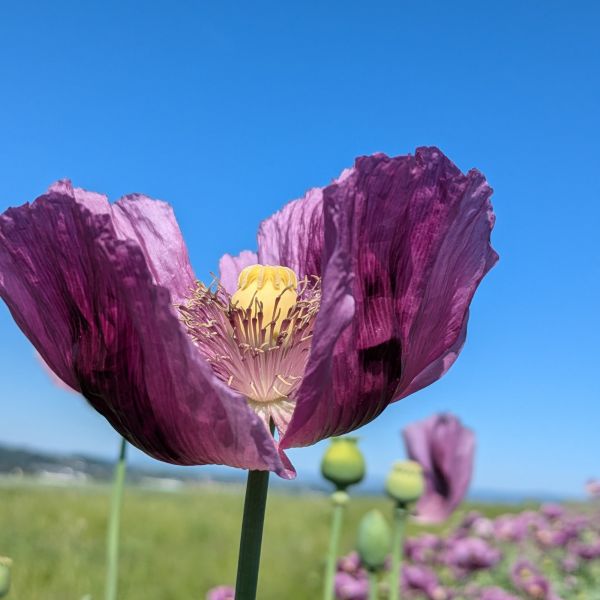 mohn #fromwhereiride