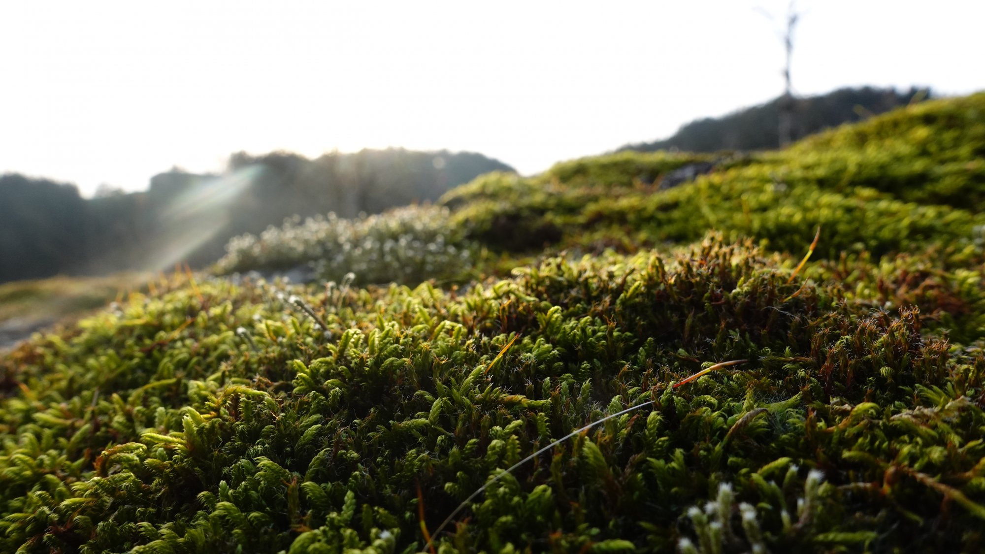 Natur