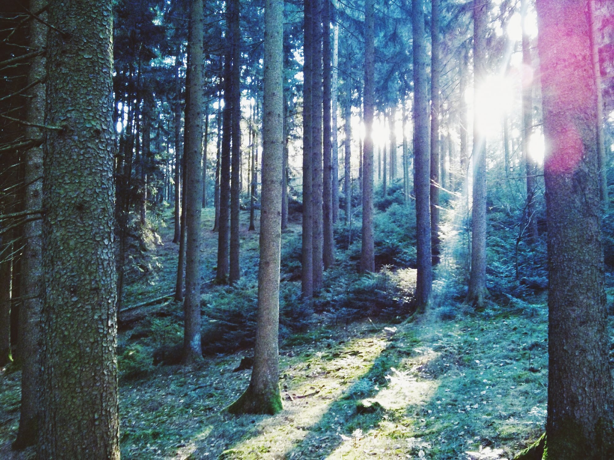 Wald